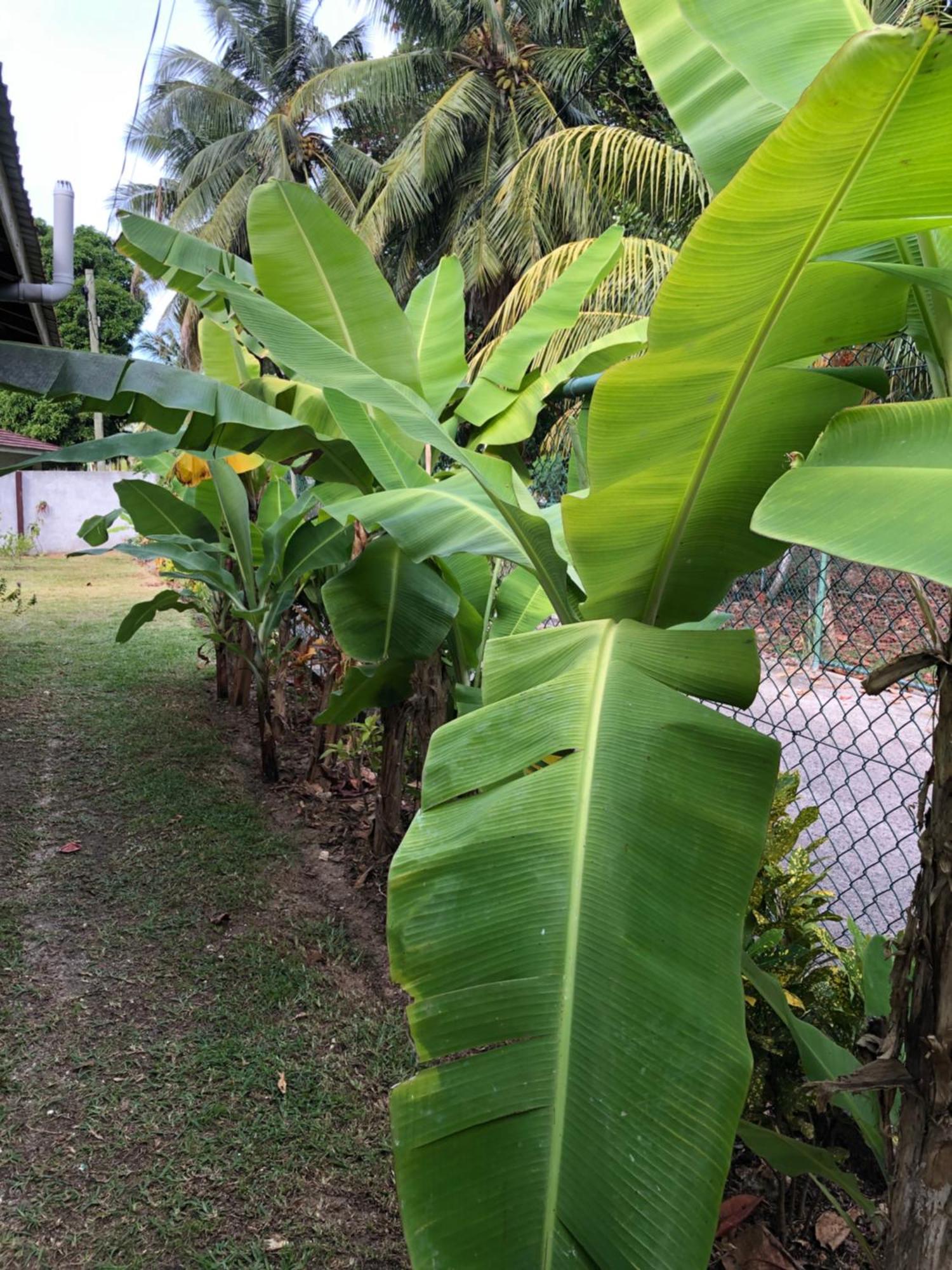 Hcs Bungalows Turtle Bay Rustic Bungalow Au Cap Exterior foto