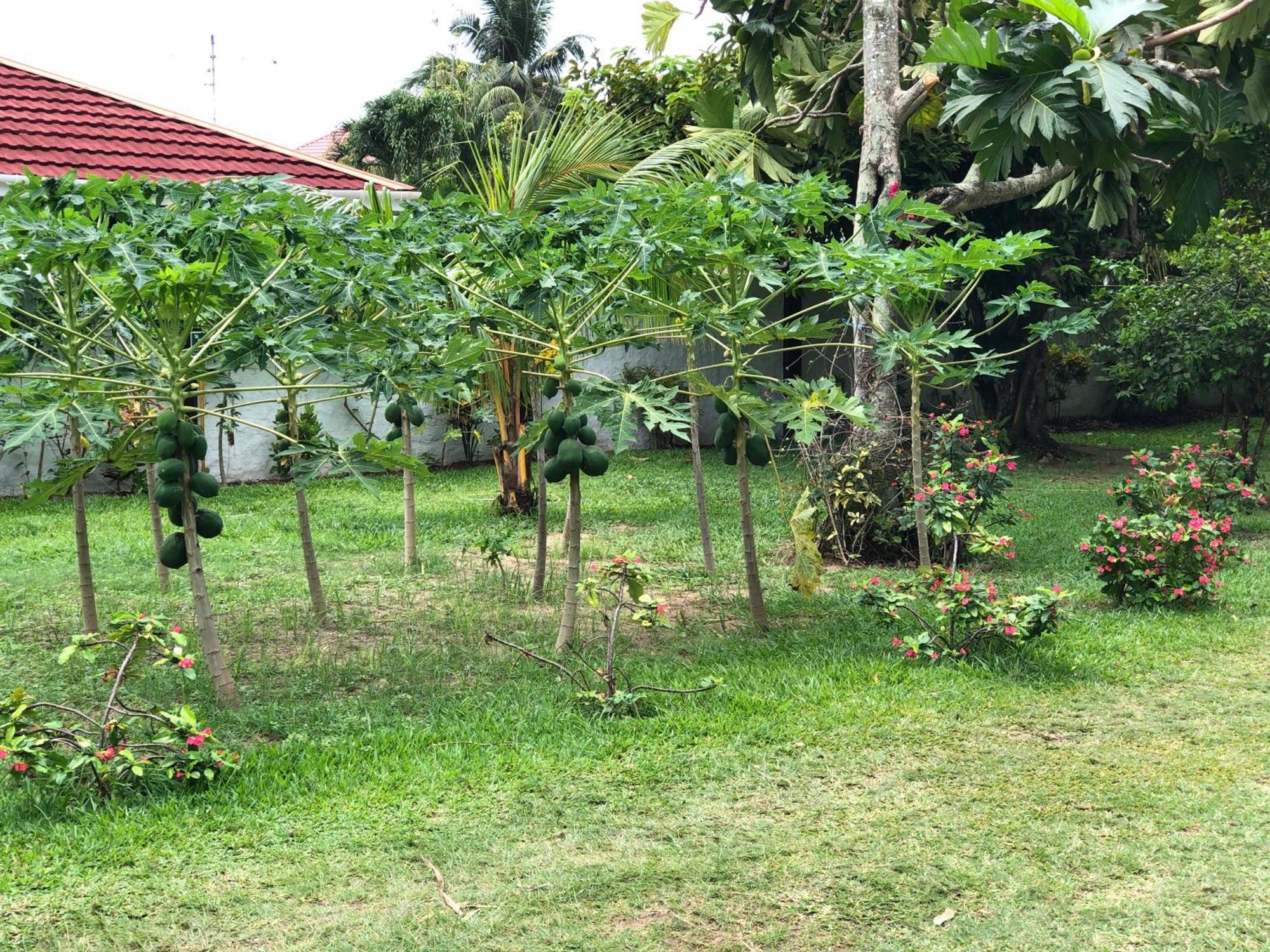 Hcs Bungalows Turtle Bay Rustic Bungalow Au Cap Exterior foto